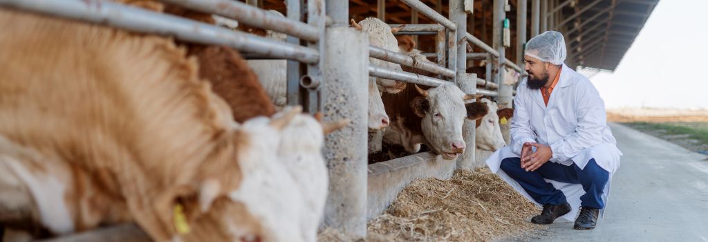 A veterinarian assessing cattle