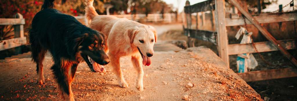 Two dogs walking together outside on a ranch