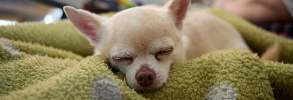 Small chihuahua sleeping on a green blanket