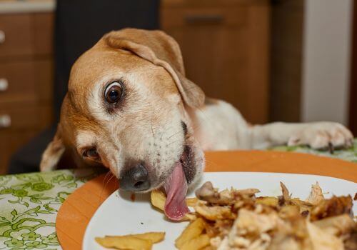 Dog eating Thanksgiving table scraps off of a plate on the table