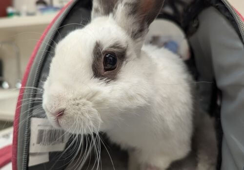 Rabbit in a carrier at the vet ready to be spayed
