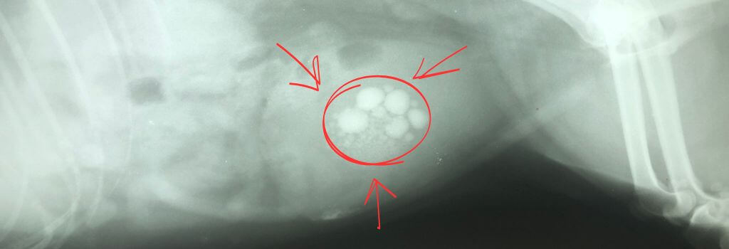 Bladder stones in dogs, x-ray image of bladder stones in a dog