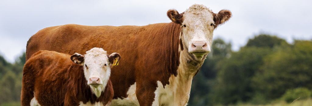 Cow and small calf out in a pasture