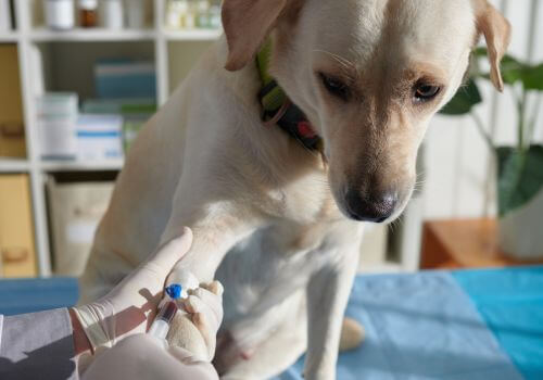 Dog getting blood test for canine brucellosis at the vet's office