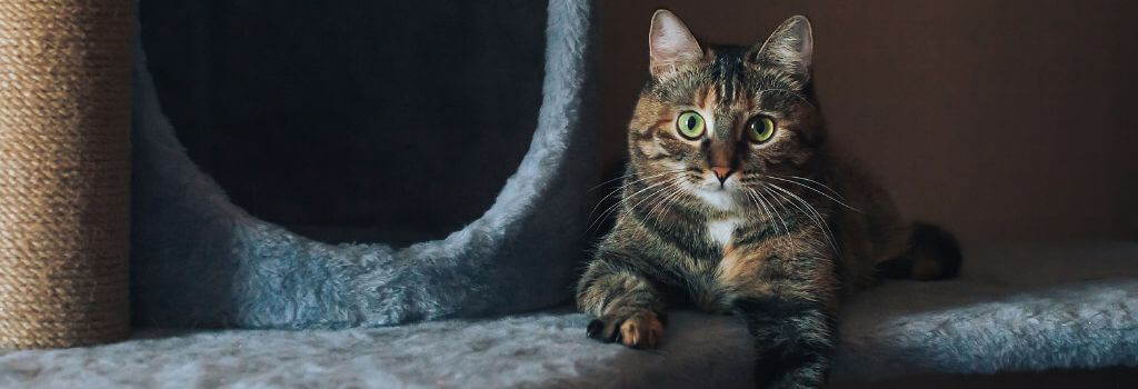 House cat sitting on a cat tree