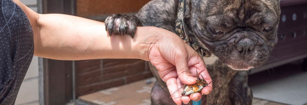 Black dog looking at a cicada in their owner's hand