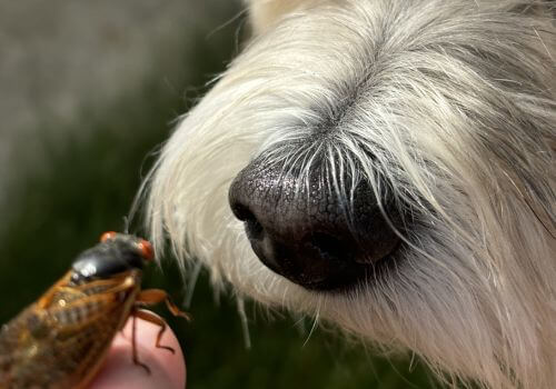 White dog sniffing a cicada in their owner's hand