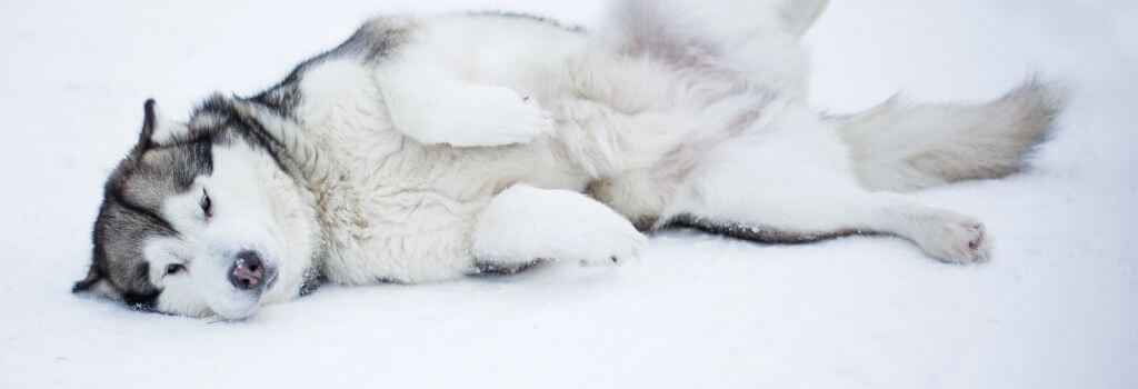 Husky dog laying in the snow