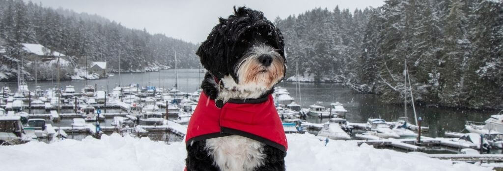 Black and white dog in red sweater, sitting on a snowy hill above a harbor