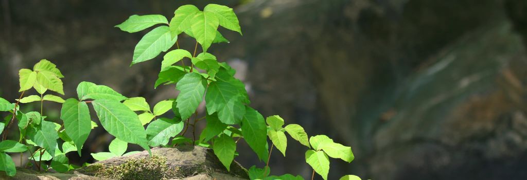 Poison ivy covering the ground in a wooded area