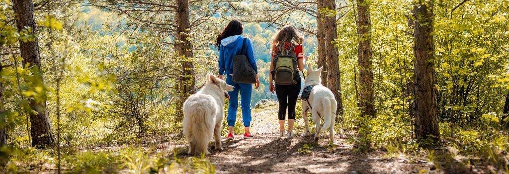 Two women walking their large white dogs in a wooded area