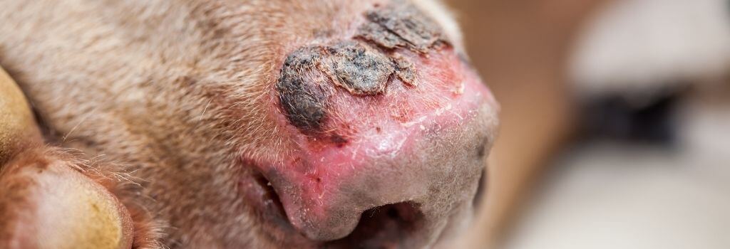 Dog sunburn on the nose, sunburn is peeling and blistering