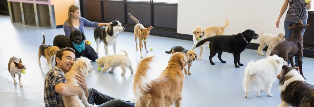 Group of dogs at a doggy day care, at risk for spreading dog flu