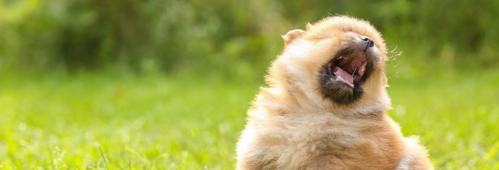 dog sneezing from allergies and inflammation