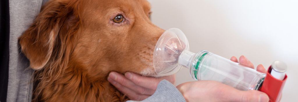 Dog using an inhaler for dog asthma