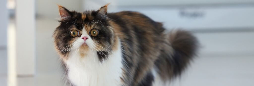 Close up of a Persian Cat, a breed prone to Brachycephalic Obstructive Airway Syndrome in cats