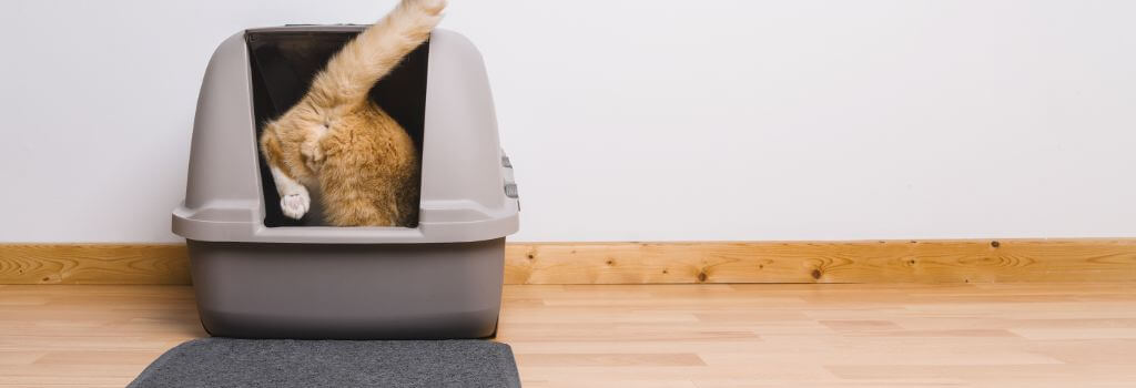 Constipated cat entering a litter box