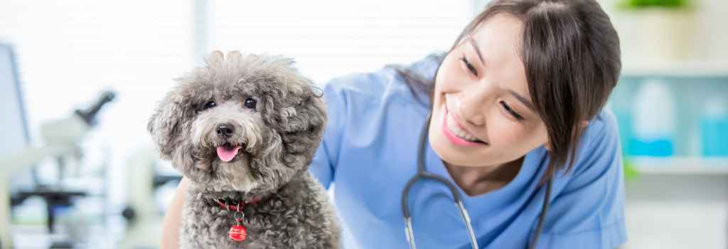 Small curly poodle dog at the vet