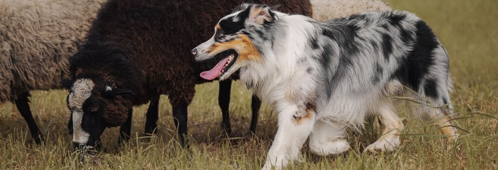 Australian Shepherd Herding dog herding sheep