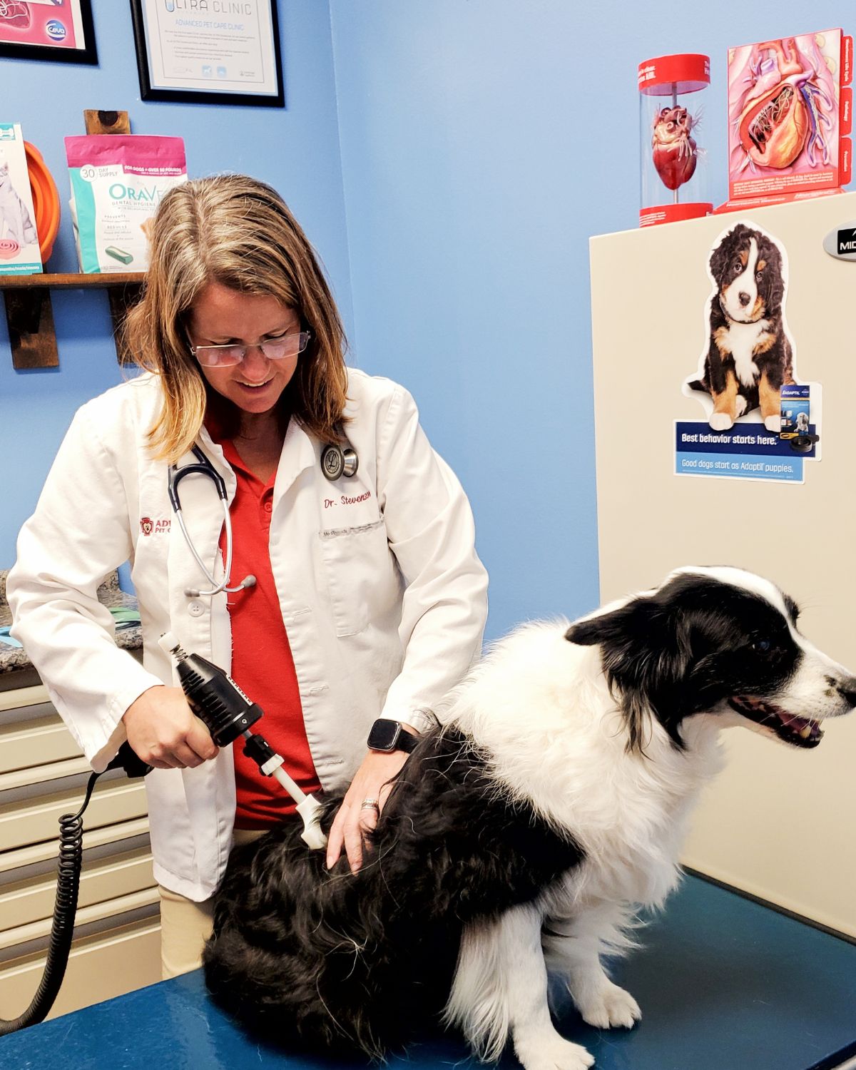 Dr. Stevenson at Advanced Pet Care Clinic practicing Veterinary Orthopedic Manipulation on a dog, dog chiropractic care