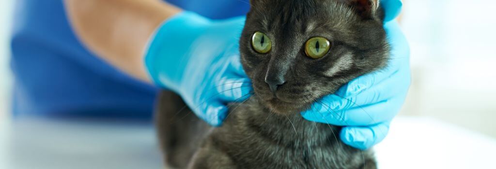 Cat at the vet
