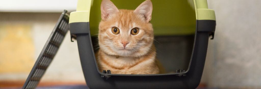 Cat in a carrier going to a cat-friendly vet