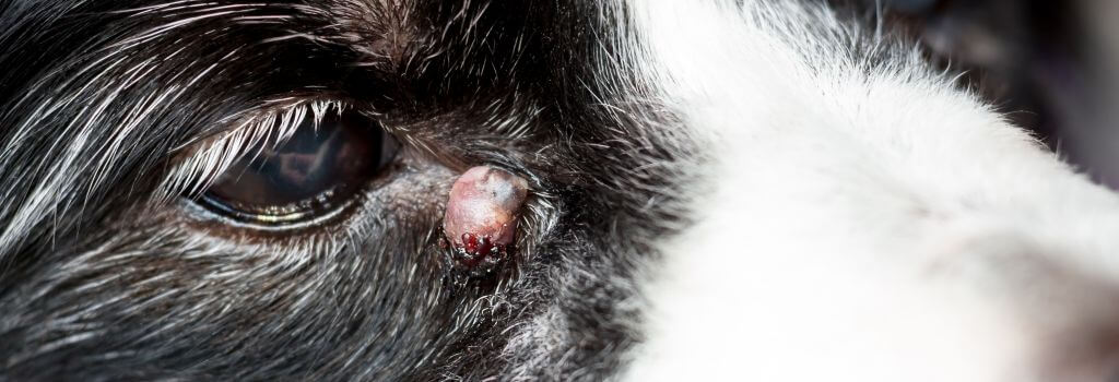 Growth on a dog's face near its eye