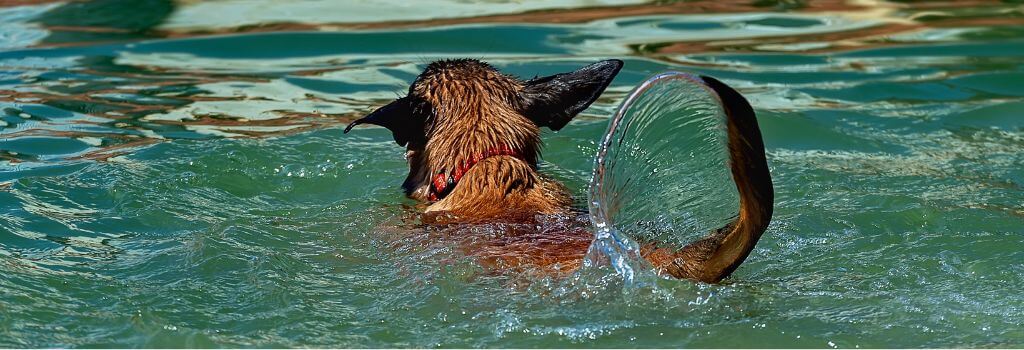 Dog swimming, wagging tail and water is coming off its tail