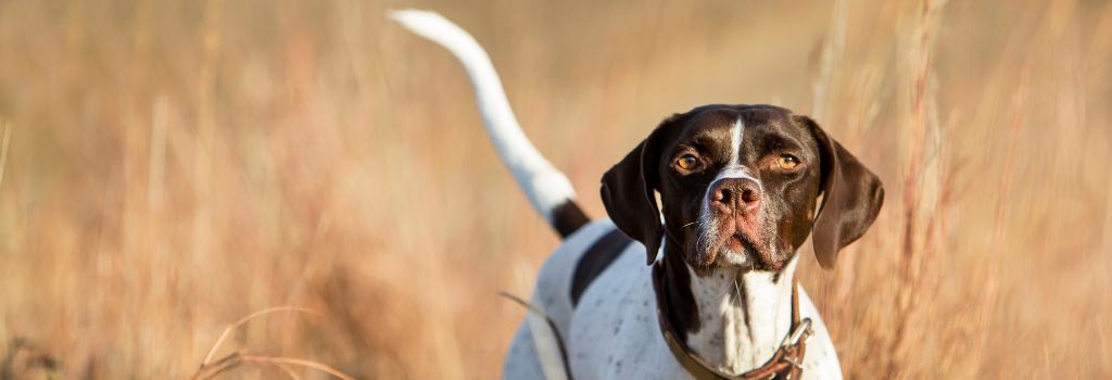 Pointer dog out hunting in a field, potential to sustain a sprained dog tail