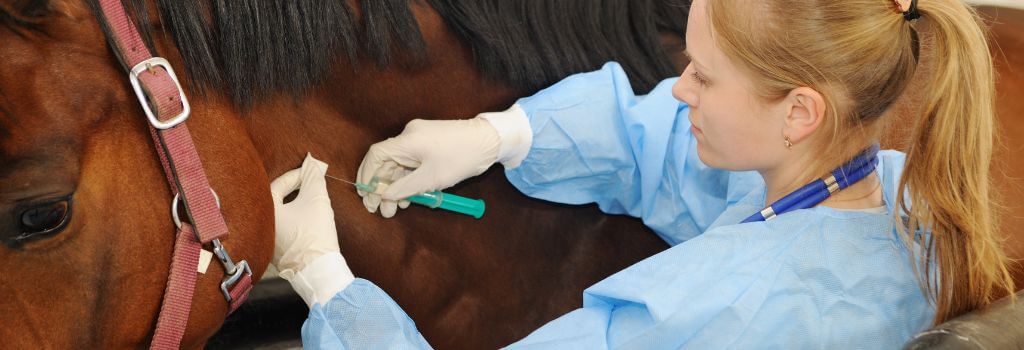 Female veterinarian administering a horse vaccination