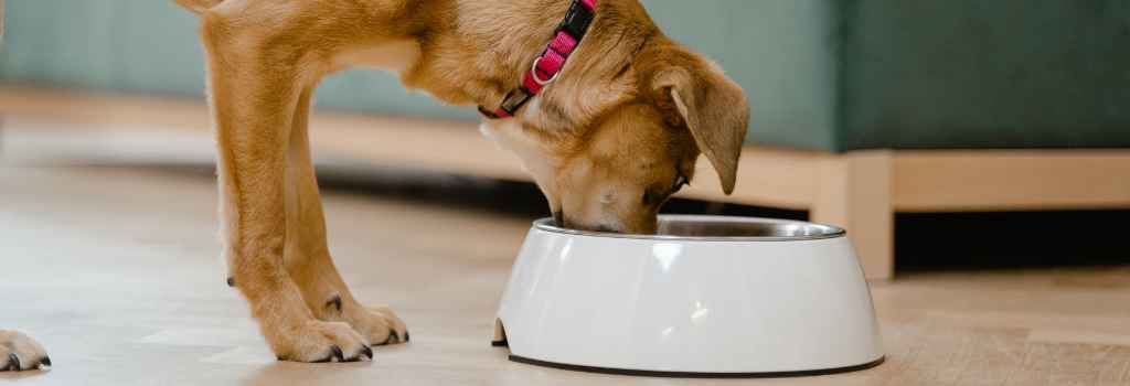 Brown dog leaning down to eat raw dog food from metal bowl