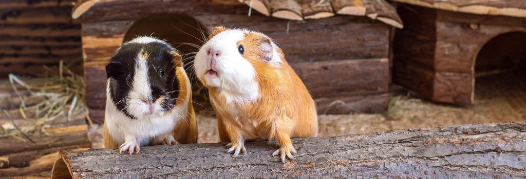 Two guinea pigs sitting on a log in their enclosure