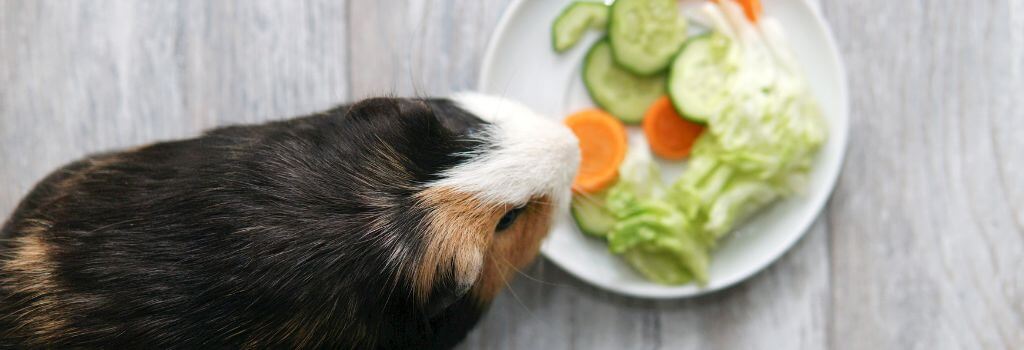 Guinea pig eating vegetables from a plate on the floor