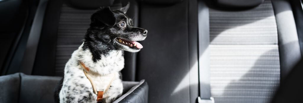 View of Why Some Dogs Get Motion Sickness & What To Do About It