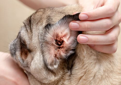 Pug with dirty ear due to ear mites