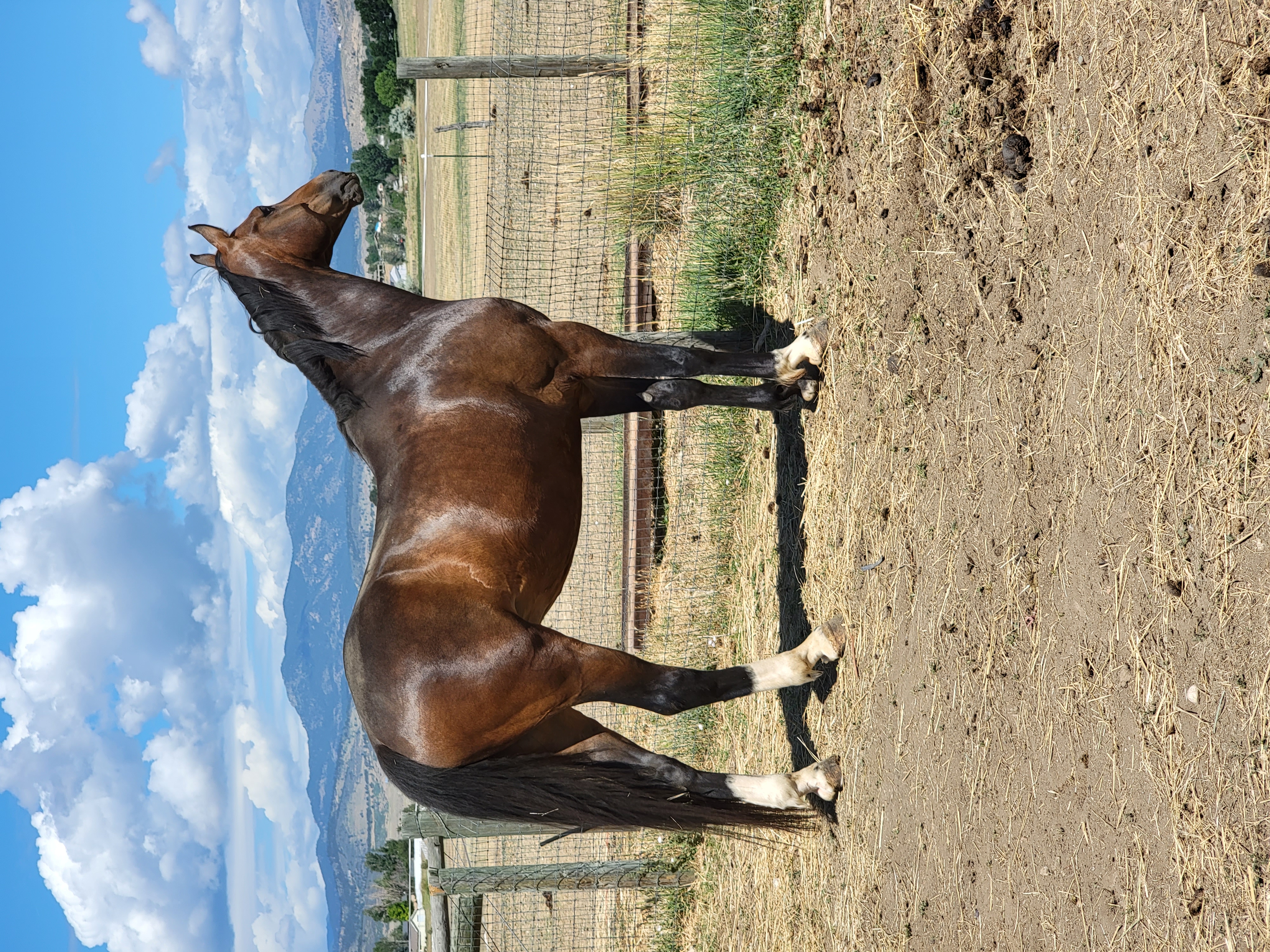 A horse before an equine pre-purchase exam