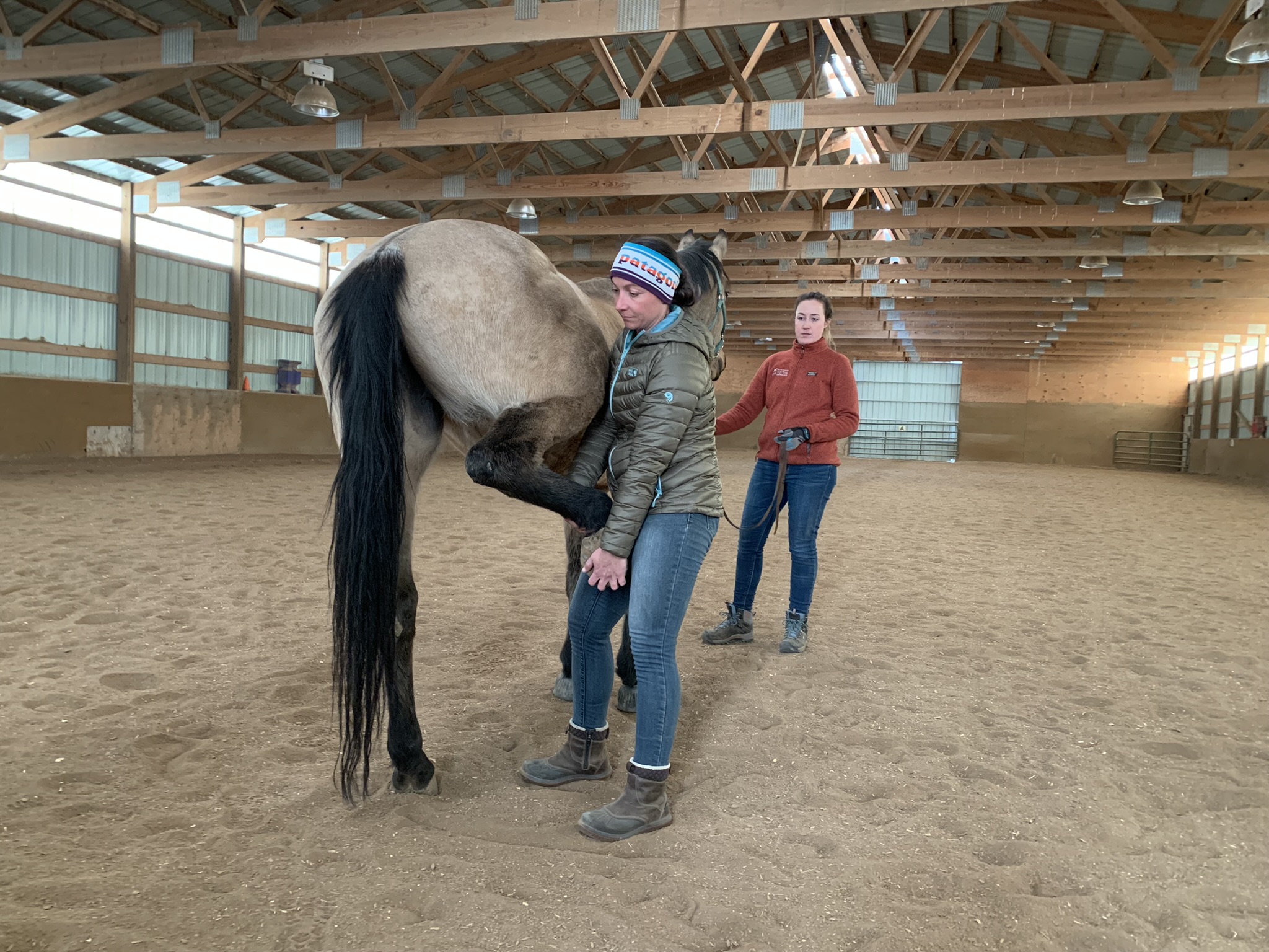 Lameness assessment during an equine pre-purchase exam