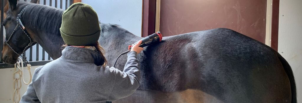 Equine rehabilitation, veterinarian holding tool to horse's back