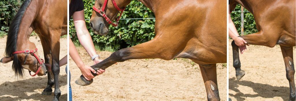 Equine rehabilitation, veterinarian performing chiropractic adjustments on a horse's front legs