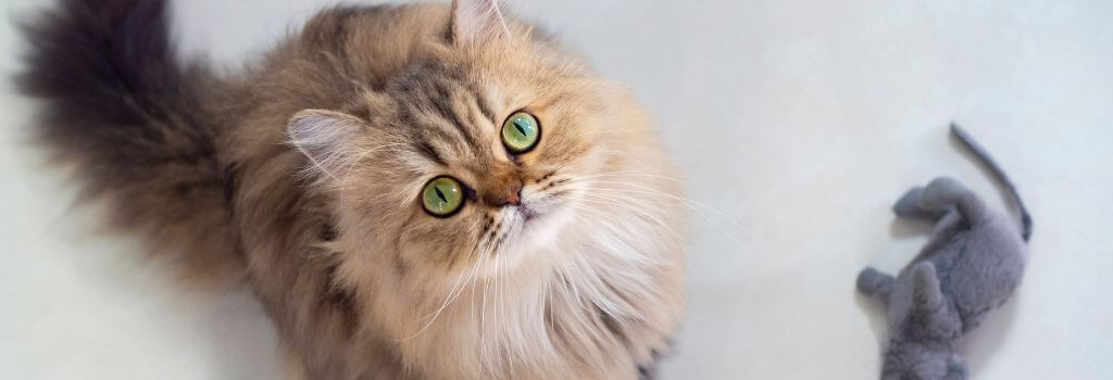 Longhair cat looking up at camera with toy mouse.