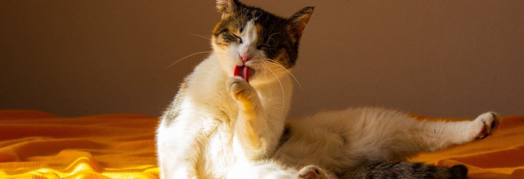 Calico cat grooming.