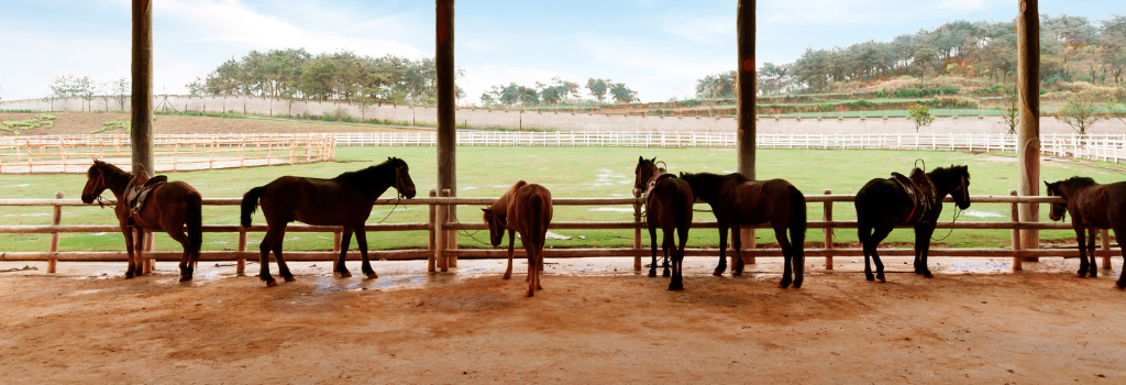 Multiple horses together, this can cause the spread of strangles in horses