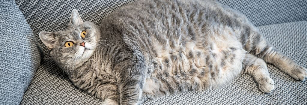 Overweight cat laying on the couch