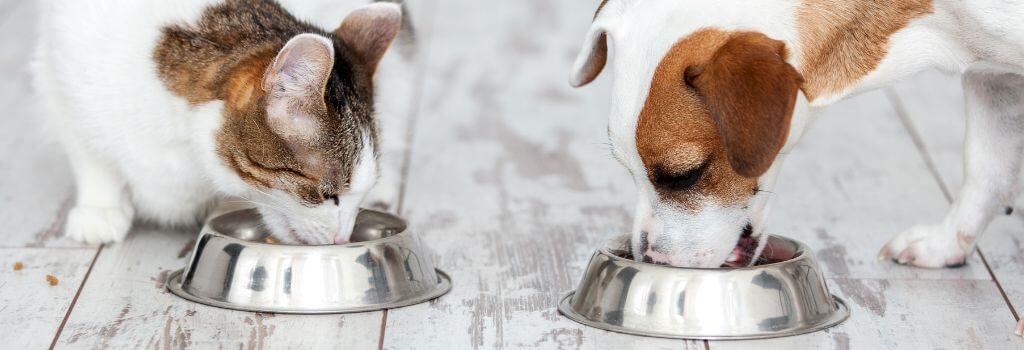 Cat and dog eating from food bowls on the floor