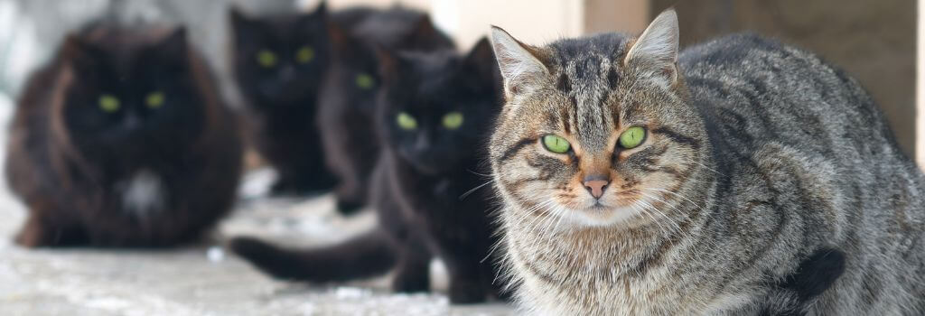 Group of cats sitting together outside