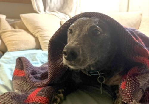 Dog hiding under blanket, dog scared of fireworks