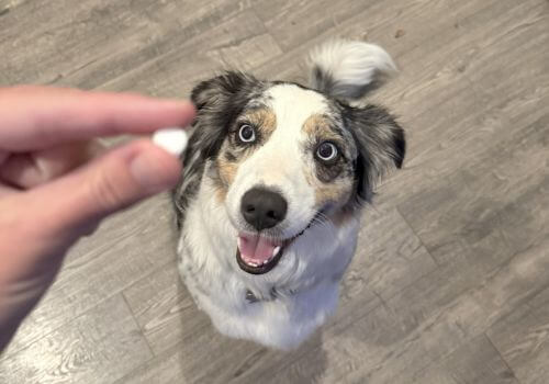 Owner holding anti-anxiety medication in front of a dog