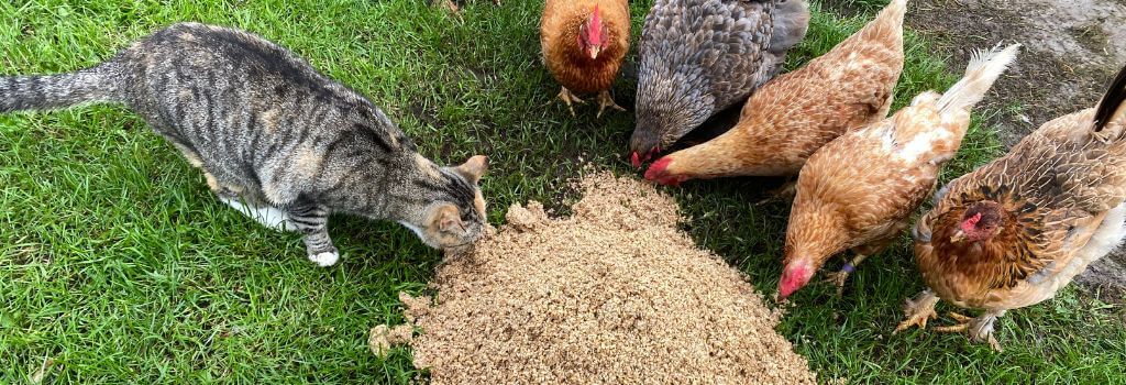 Felines have been shown to contract the avian flu