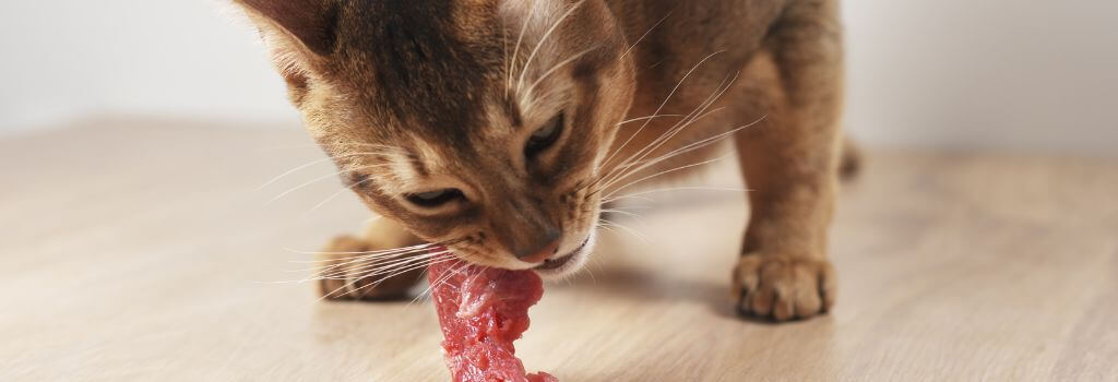 Cat eating raw food, a new risk with the avian flu