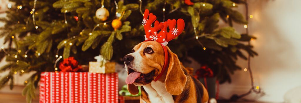 Dog in front of a christmas tree, properly secured for holiday pet safety